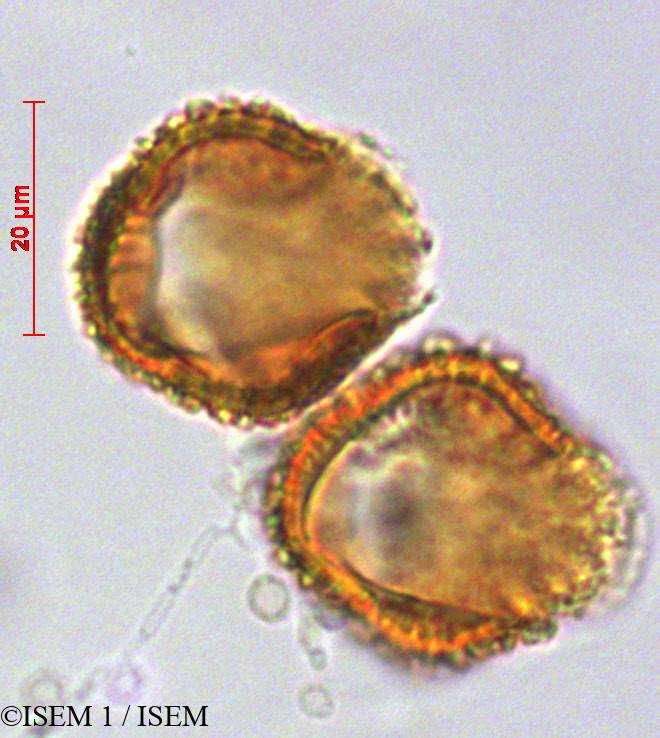 ISEM 1/Tetrorchidium_andinum_29229/Tetrorchidium_andinum_29229_0004(copy).jpg